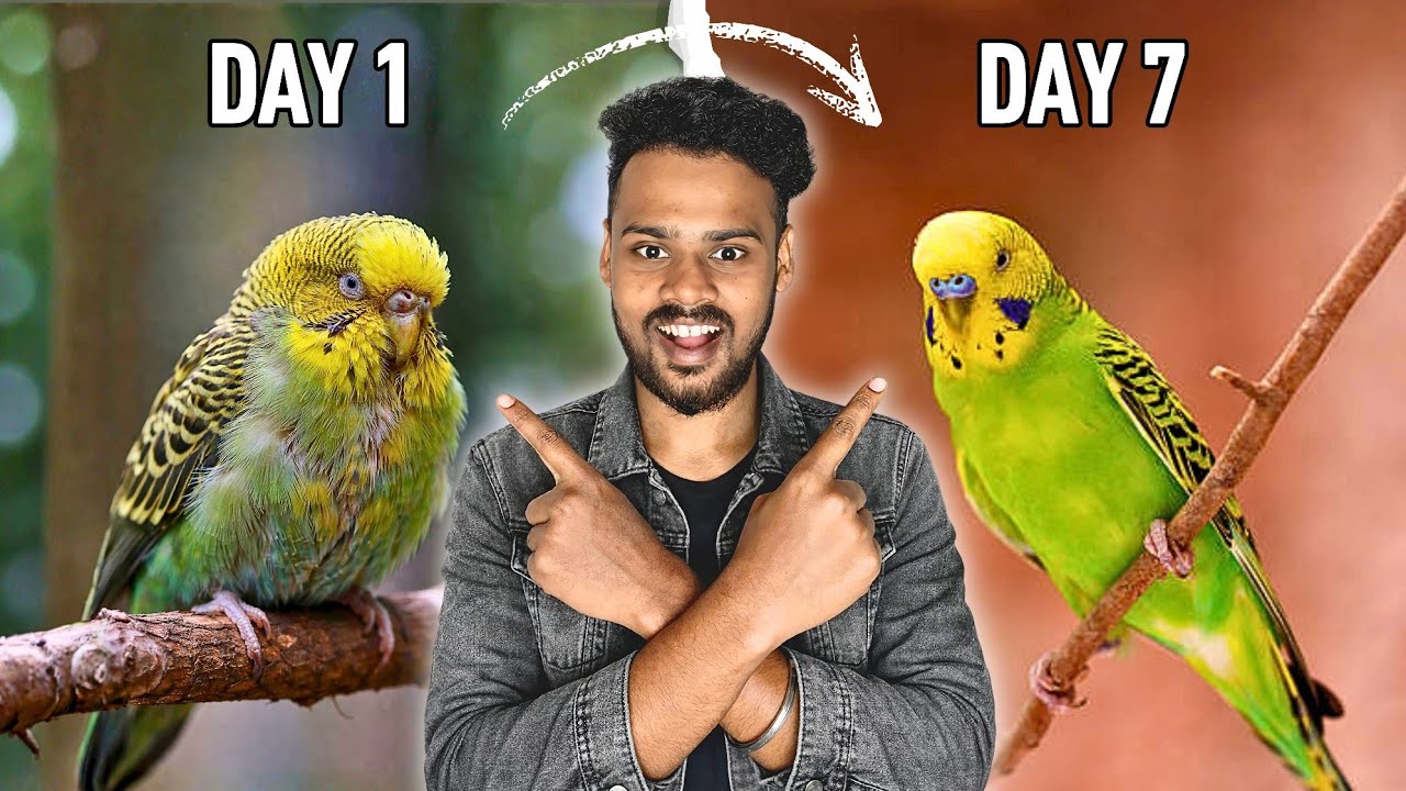 Symptoms Ko Dekh Ke Bimari Ko Pakro Or Jaldi Se Apke Bird Ko Thik Karo