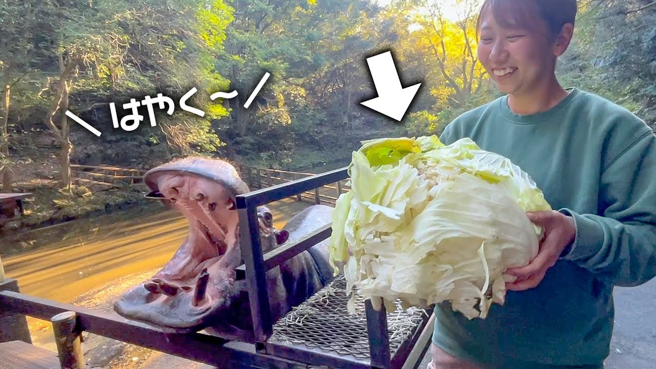 巨大キャベツが待ちきれなくて開いた口が塞がらないカバ