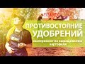 Картофель: какие удобрения вносить при посадке? (эксперимент)