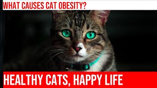 Recognize and Address Obesity in Cats: A Guide by Kitty Cat's Corner 23 views 1 month ago 4 minutes, 27 seconds
