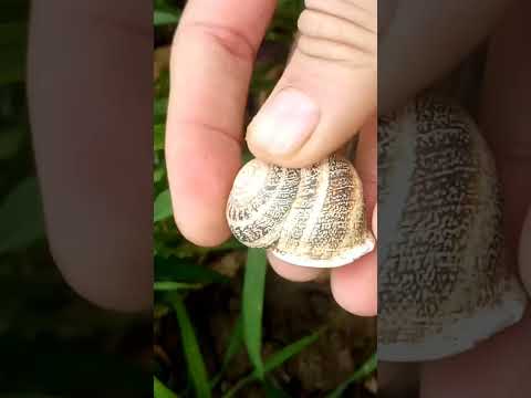 الحلزون البري