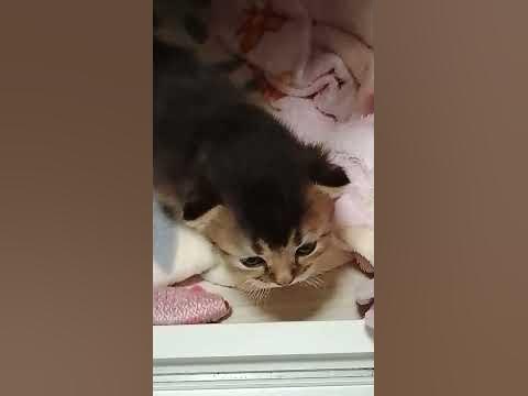 #няшки #котики #котята - YouTube