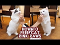 HOW TO FEEL CAT&#39;S PINK PAWS