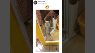 Broh forgot he is a Cat 😂 Funny trending reels #funny #trending #memes #reels #viralshort #shorts