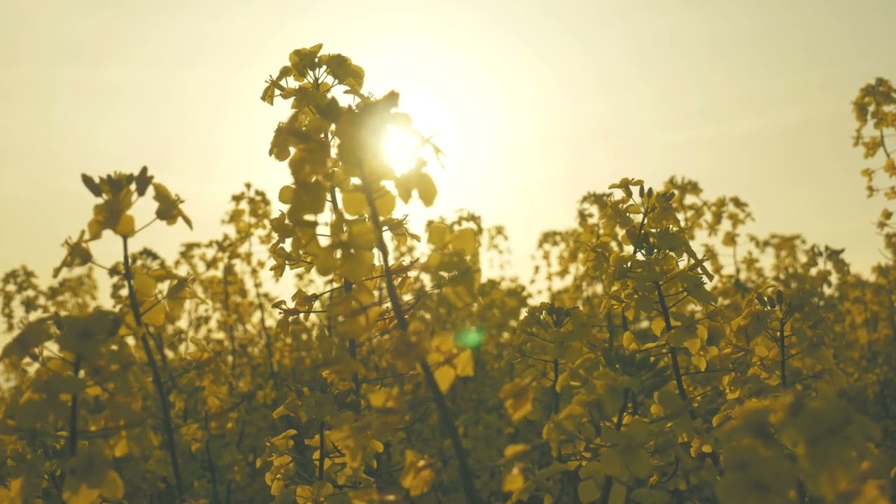 Sun Rays, Evening Landscape, Sun Glare, Plants, Nature, Background video, 4k, VJ Loop, Video Footage