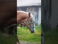#horse #equestrian #jazdakonna #konie #pony