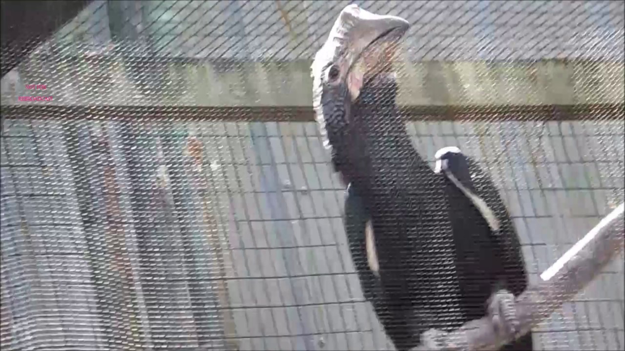 Everybody Laughing and Having Fun With a Silvery Cheekea HornBill 