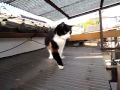 呼ぶと帰ってくる猫