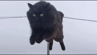 Пушинка и Чернуха деревенские умные кошки / village smart cats