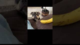 Arlo begging for a banana