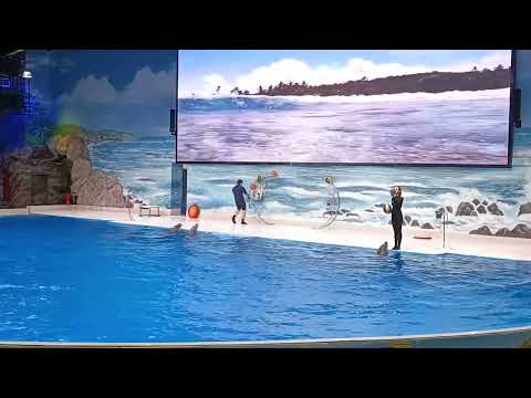 dubai dolphinarium part 2
