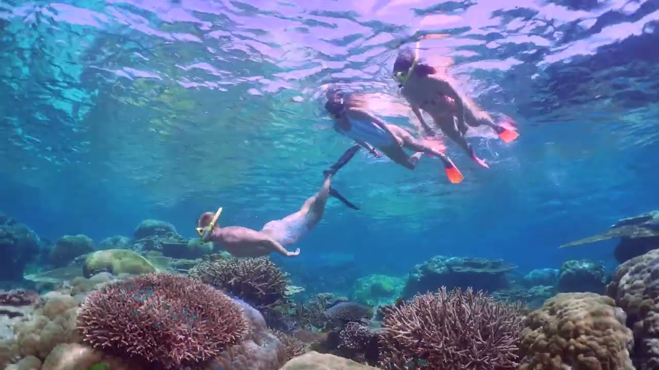 SILVERSWIFT    Snorkelling  on the Great Barrier Reef