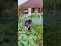 Pure Village Vibes 🍆 | Eggplant Harvest ASMR #shorts #organicfarming