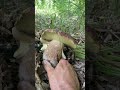 #карпати#природа#гриби#ліс#кайф#відпочинок 2025🌲🍄🟫