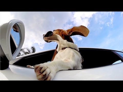 GoPro: The Dog and The Porsche