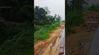 Banana Plantation