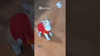 Bulu Romaasyik Main Bulu Cat Whao  new