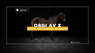 Osgi Av Z - Horsebidder 20022025