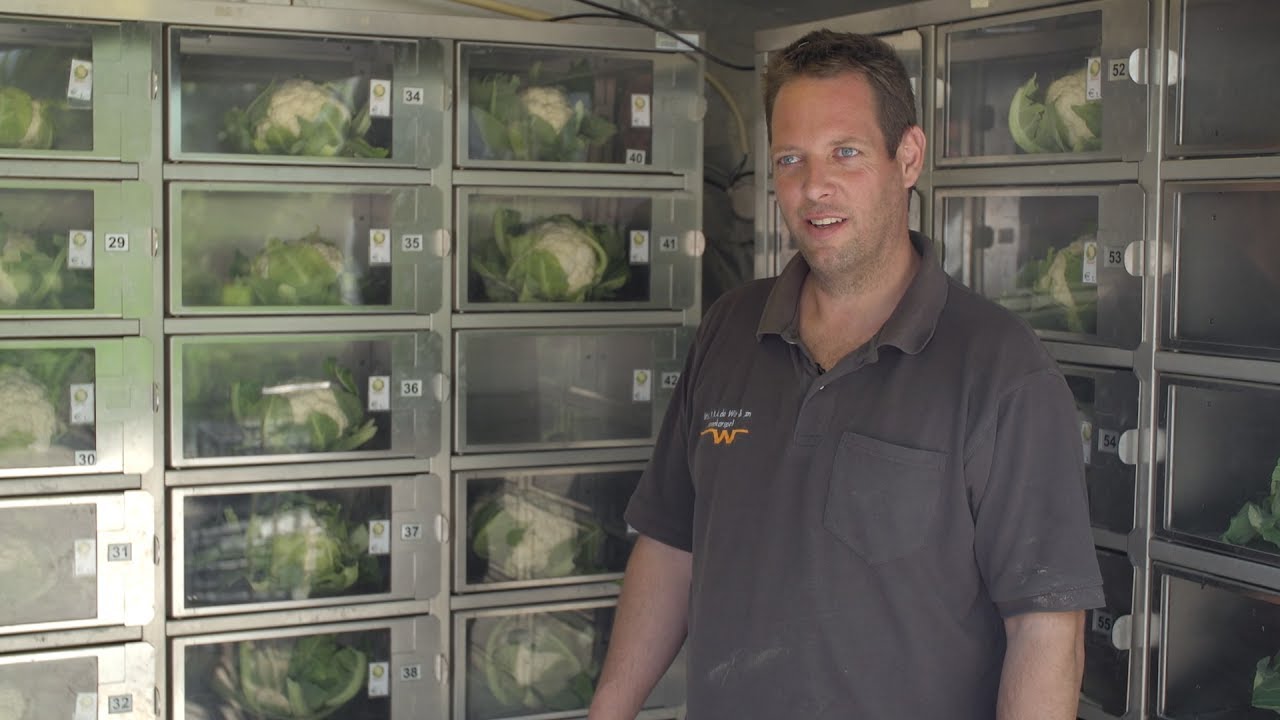 De eerste bloemkool van het seizoen, vers uit de bloemkoolmuur.
