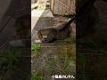 そこに何かあるの? #shorts #猫 #cat #cats
