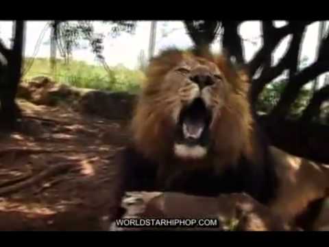 Four Rules of Lion Etiquette