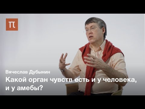 Мозг и обоняние — Вячеслав Дубынин