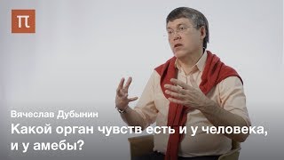 Мозг и обоняние - Вячеслав Дубынин