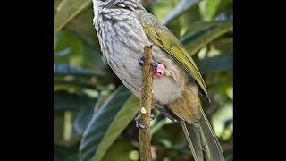 Popular Cucak Rawa Rompel Singing  Straw Headed Bulbul Dobel Singing