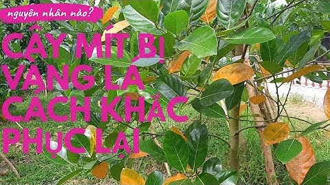 Triệu chứng vàng lá cây mít|Nguyên nhân và cách khắc phục