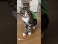 Моментальное оформление. #мем #работа #деньги #купер #курьер #cat #животные #коты