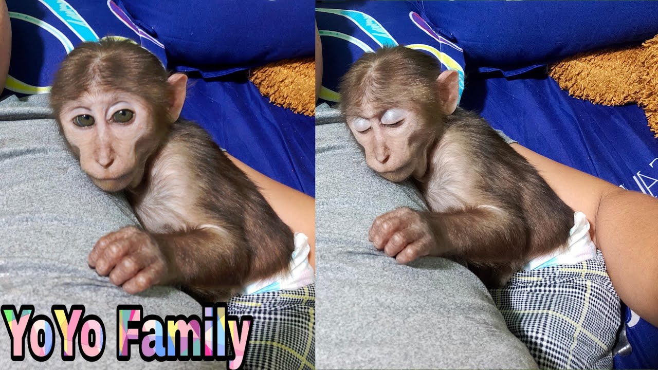 YoYo JR takes care of Mom and Dad's hairBaby MonkeyFamily YoYo YouTube