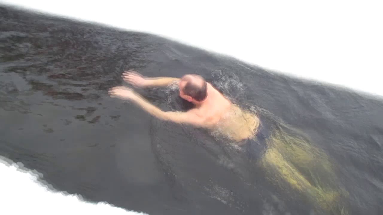 моржи купчино