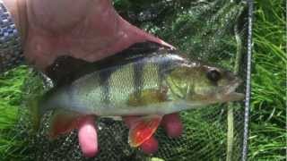 Best Lures for catching Perch top 10