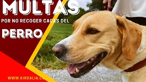 ¿Por qué no debe recoger a su perro?