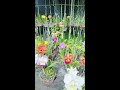 live vườn miền Nam #hoalan #orchid #hoalanhocmon #hodiepdorrital #damari
