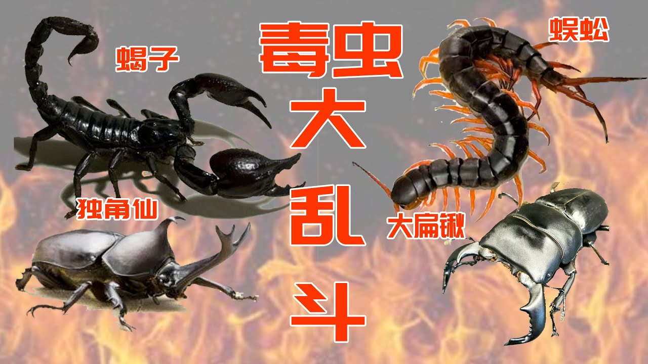 混斗大对决 四种昆虫战士到底是谁战神 Youtube