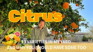 13 Varieties of Citrus in My Yard, and Why Citrus Checks All The Boxes for the Ideal Tree