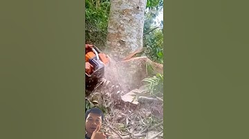 Very professional way of sawing the tree, not letting the tree fall back. #shortvideo #new #usefu...