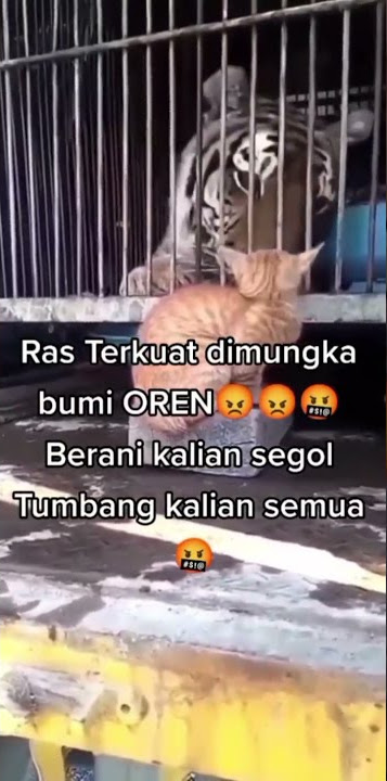 Kucing Lucu Sakti Harimau pun Minggir  🤗🤗   #short#shorts#youtube#fedlinsmith