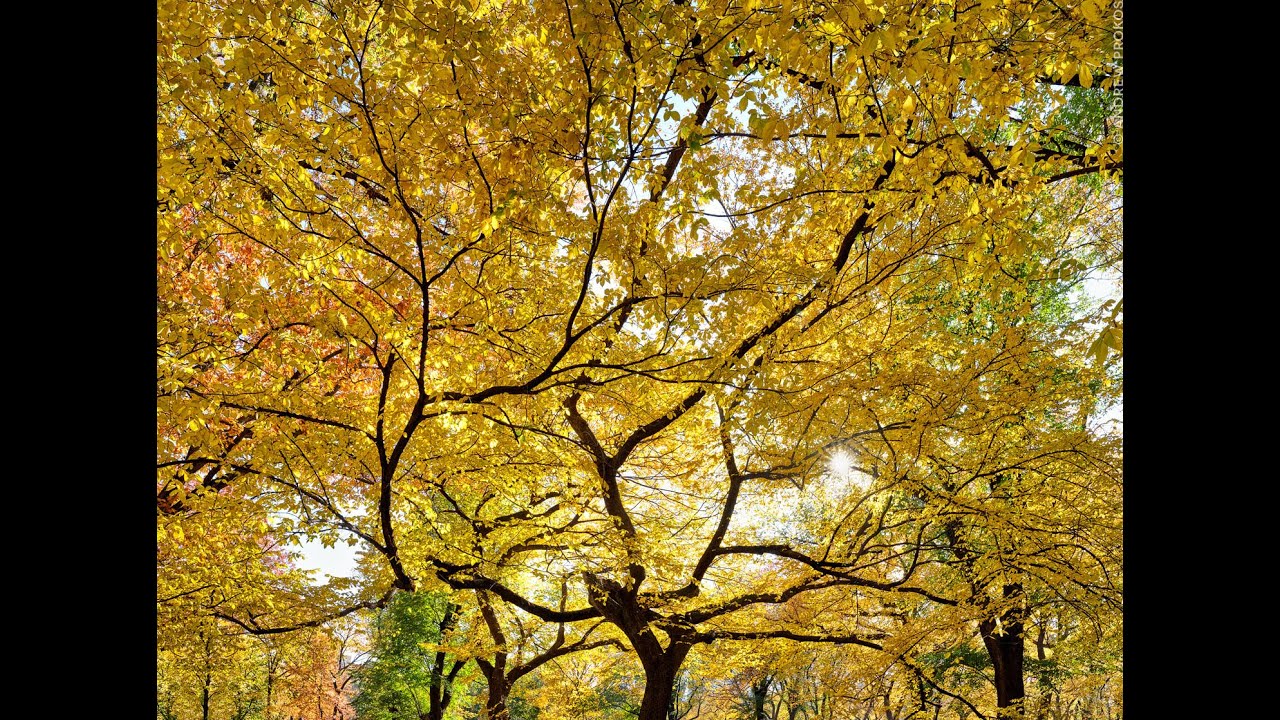 Autumn Treescape, Central Park - 45"x60" Limited Edition Landscape Photo - Andrew Prokos