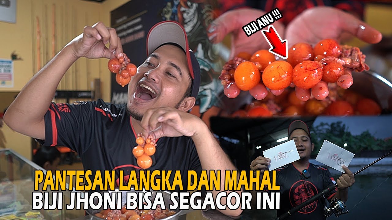 LELE DOYAN BANGET JHOON ❗ ❗ UMPAN MIRIP BIJI KONTIL ❗ ❗ TOTAL INDUK UDAH PASTI DI TANGAN 🔥🔥🔥