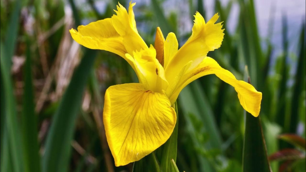 леска каменщика для разметки hardy 100 м желтая 0720-350100. желтый харди. ирис боровой. делосперма желтая. Jasminum mesnyi (primrose jasmine).