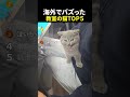 海外でバズった教室の猫TOP5