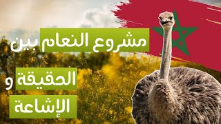 مشروع تربية النعام في المغرب بين الحقيقة والإشاعة