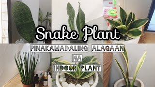Pinakamadaling Alagaan na Indoor Plant | Snake Plant Sansevieria Varieties