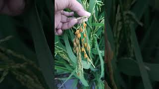 Ustilago fungus or oncom fungus on rice plants. #fungus #plants #rice #farmers