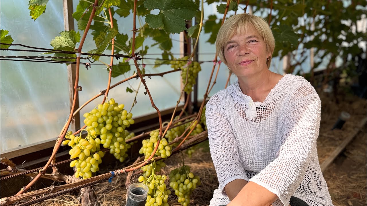 #25/10 Беларусь. 21.09.2025. В гостях на винограднике Натальи Ярмонтович. г.Лида.