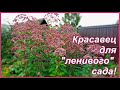 Красавец без капризов - посконник  в саду и его партнеры.