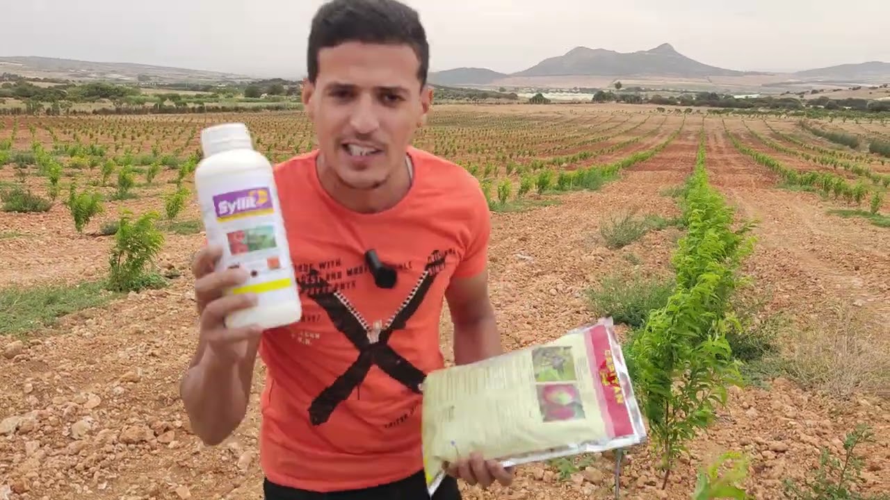 #خدمة_مزارع_النكتارين_الخوخ_عمر_ستة_اشهر 🌿🍑🌳