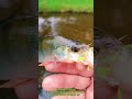Ultralight en Micro fishing